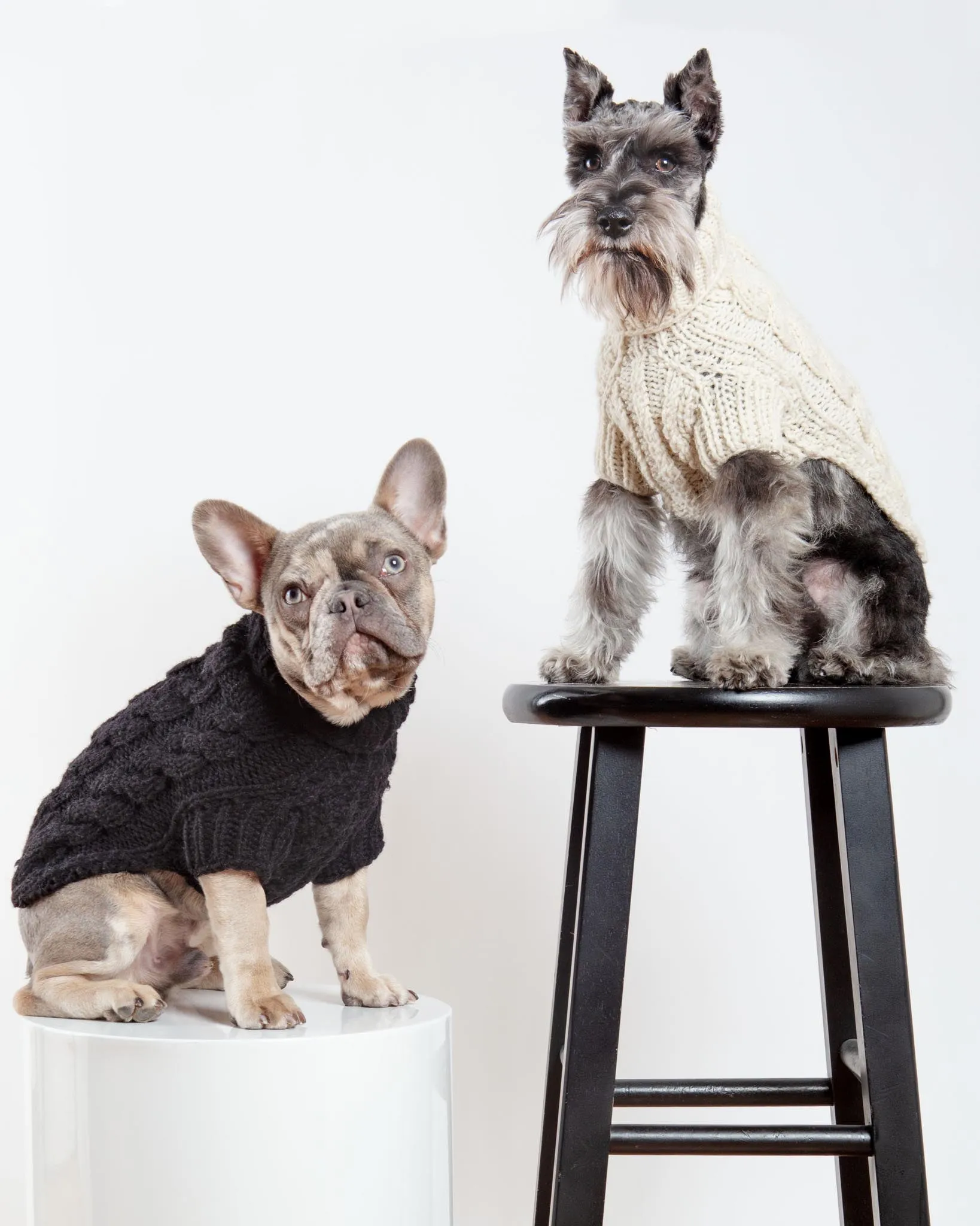 Downtown Roll Neck Dog Sweater in Black