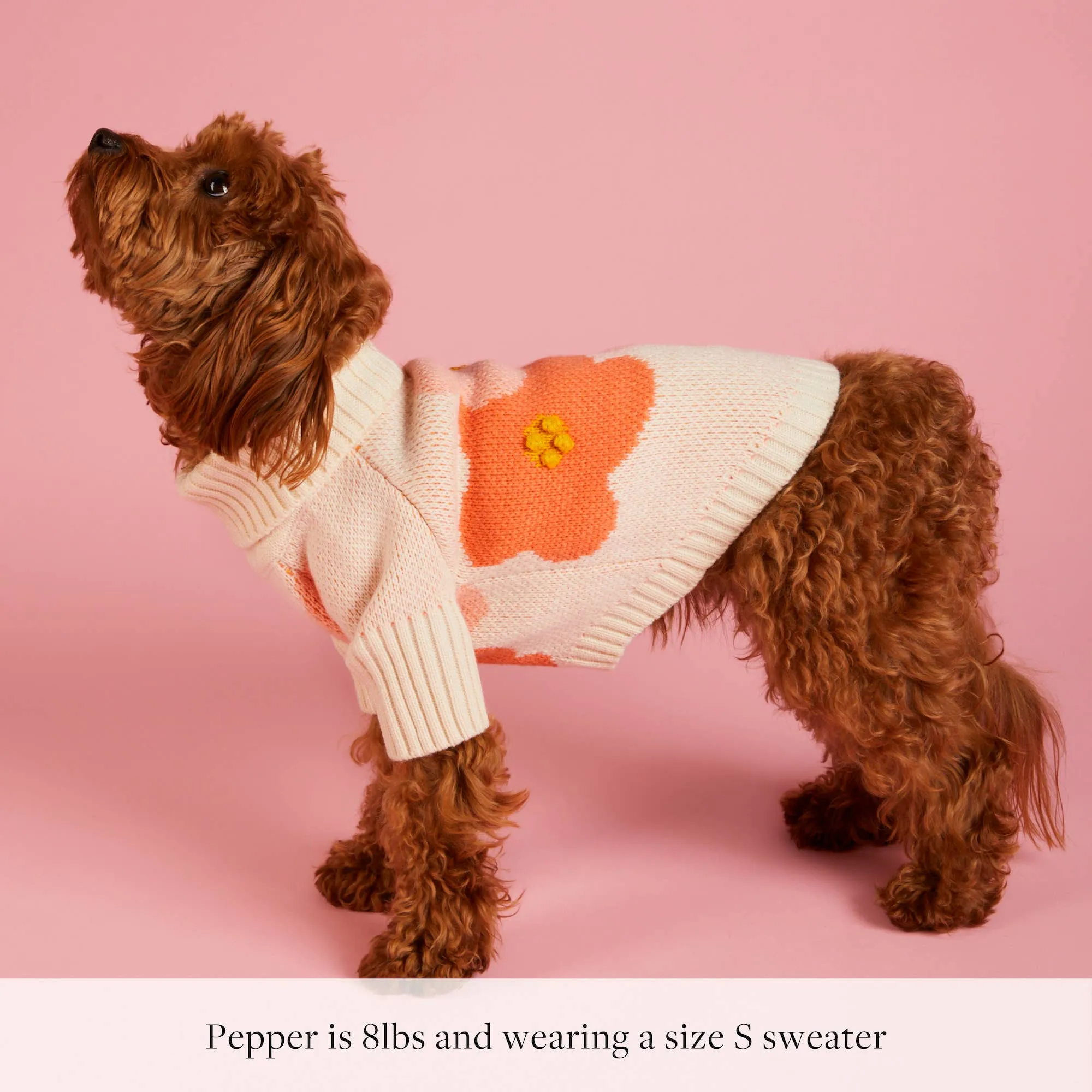 in bloom spring dog sweater - 1 xxs left!