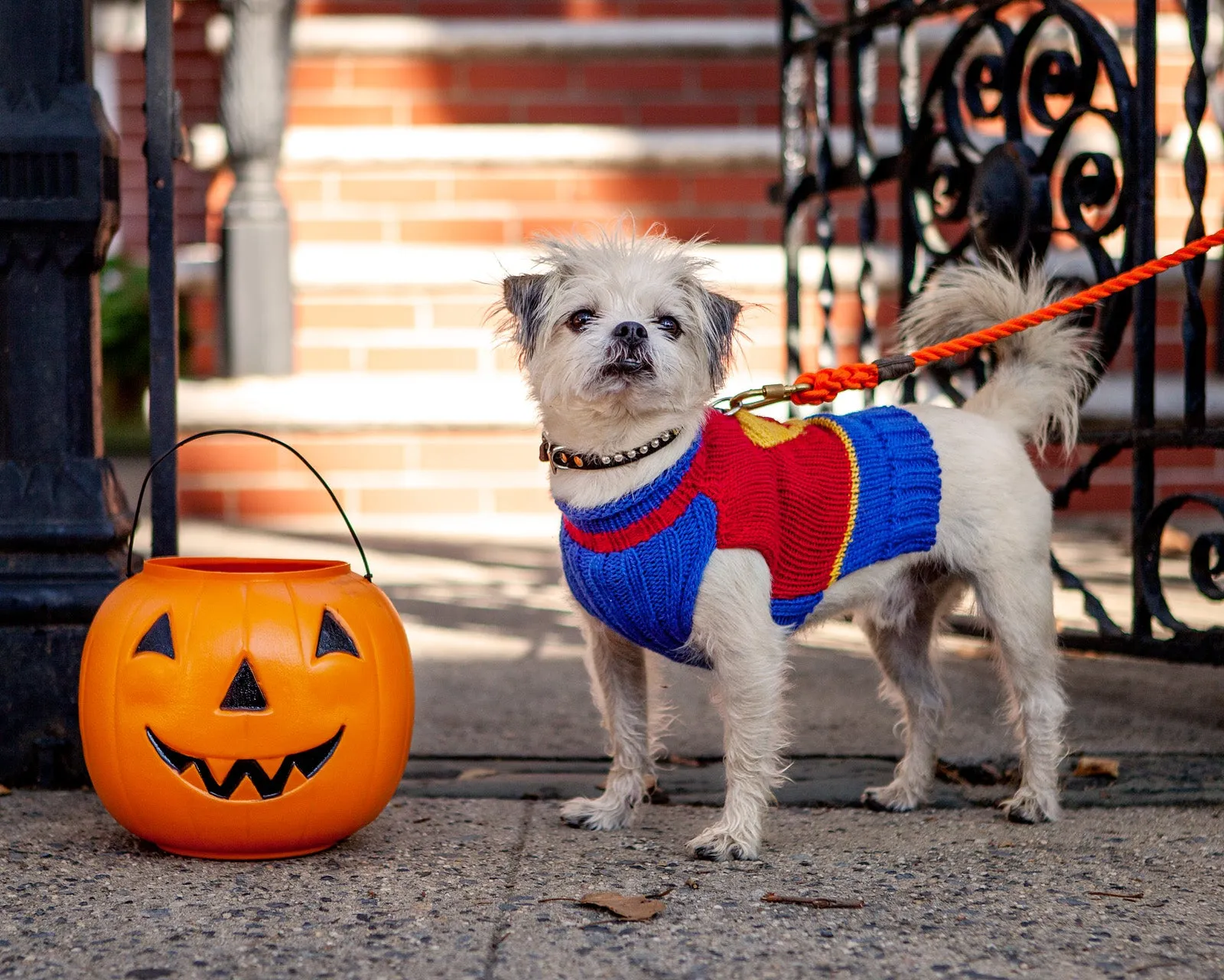 SuperDog! Hand Knit Sweater << CLEARANCE >>